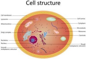 Cell structure of a dog